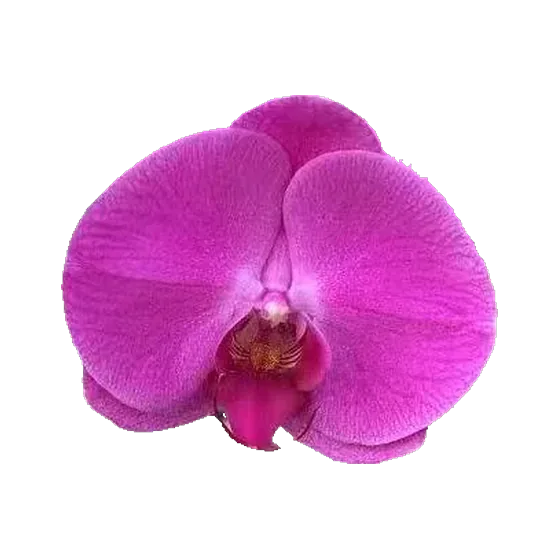 Orchid Purple