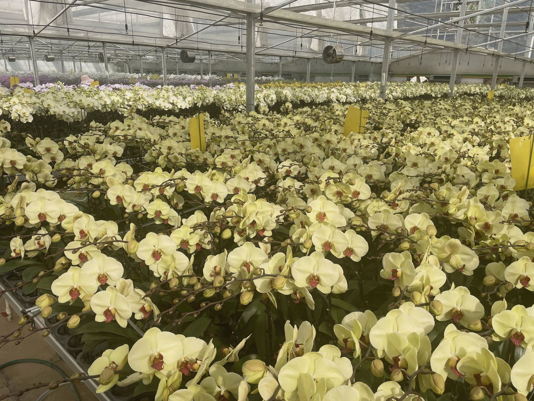 A bench of cream Phalaenopsis at the Songming growing houses