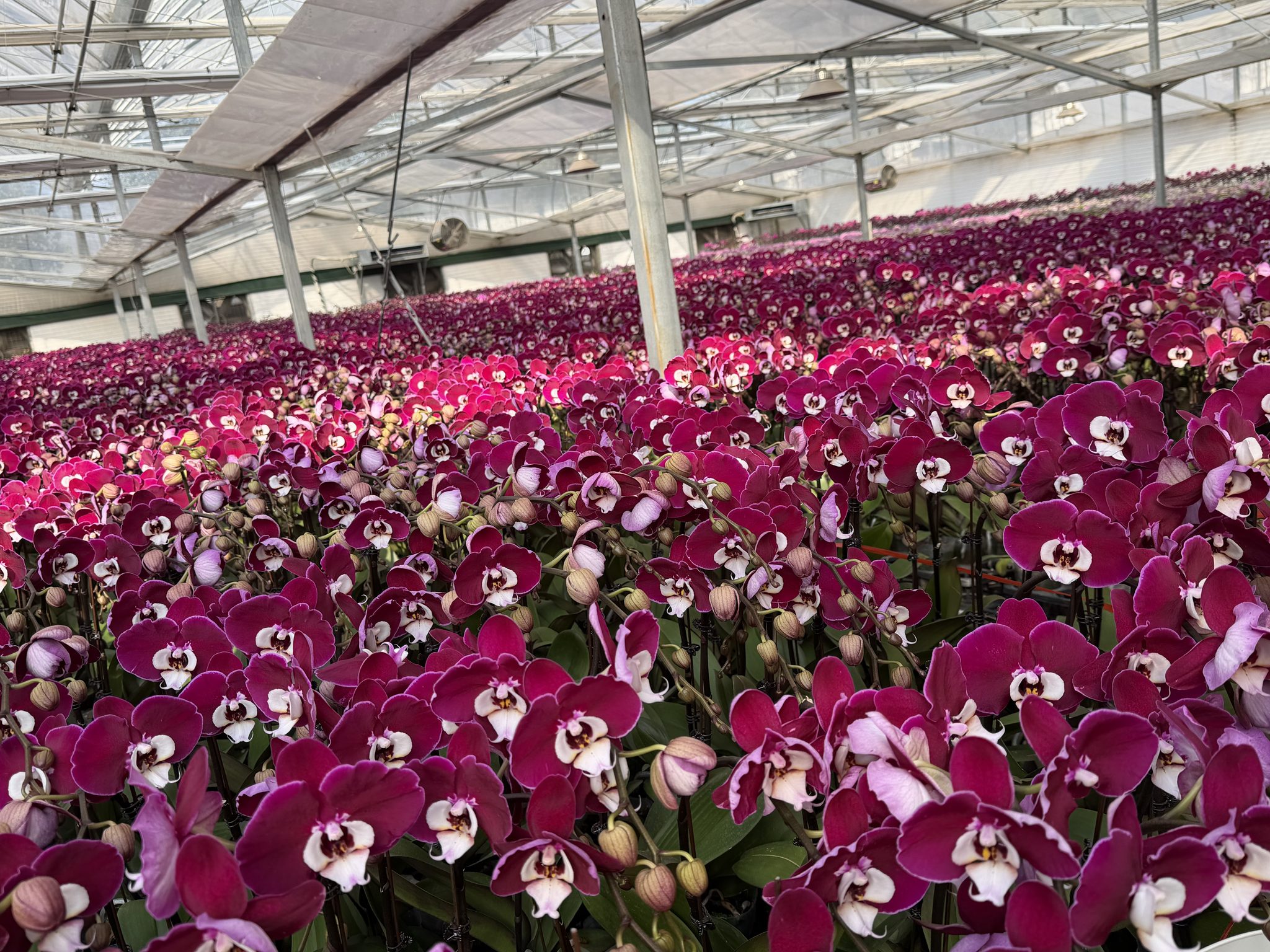 A sea of magenta Phalaenopsis in the KMTY greenhouse