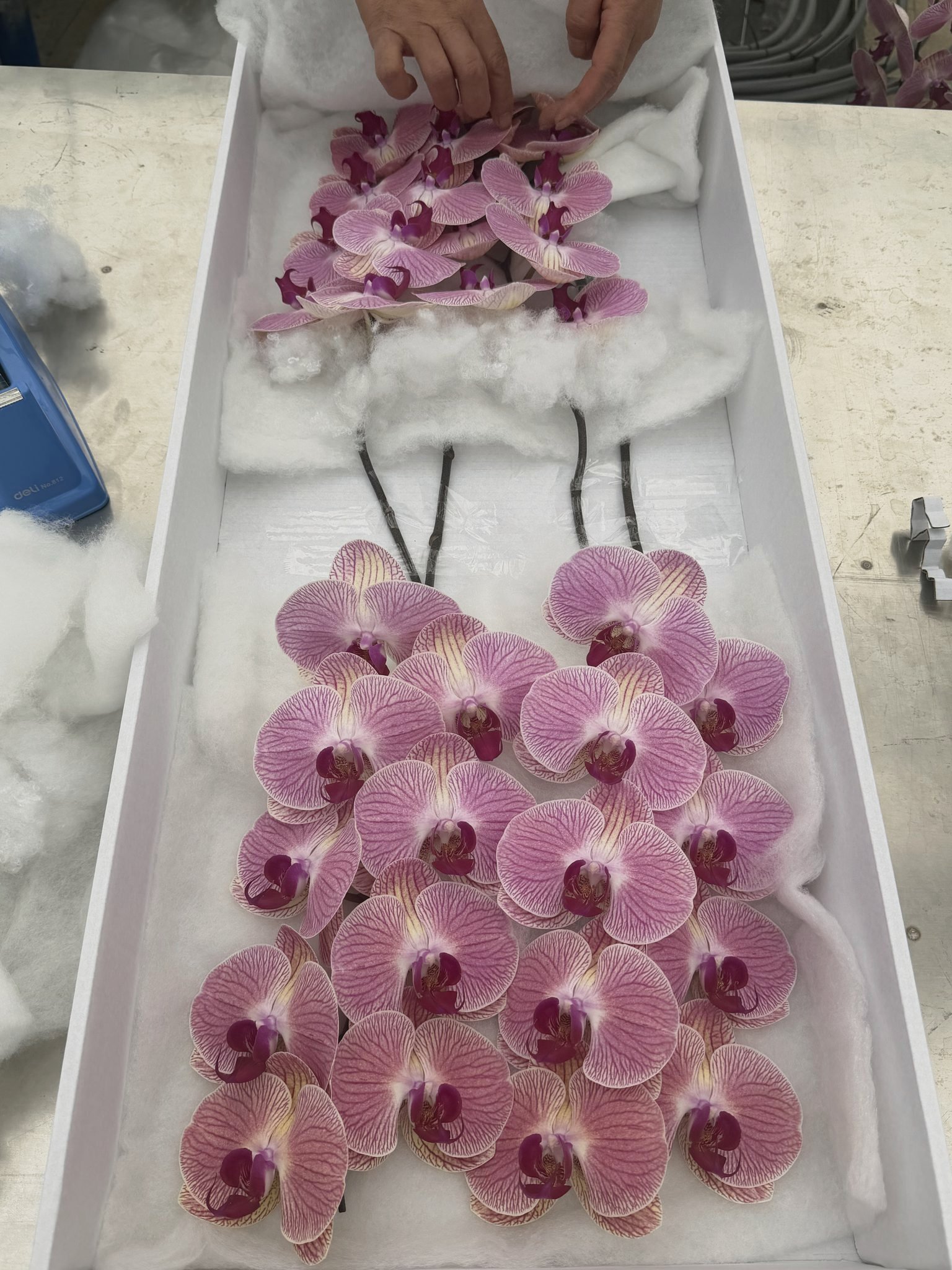 Hands packing cut orchids into an export box