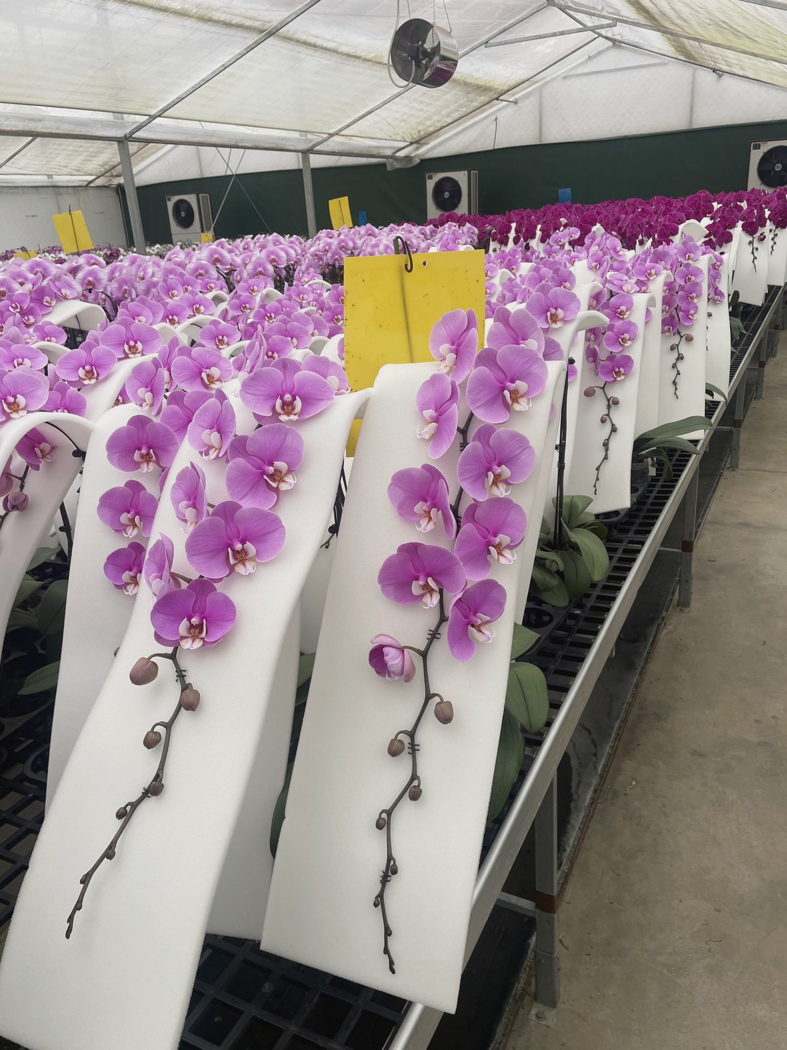 Orchid spikes in foam sleeves