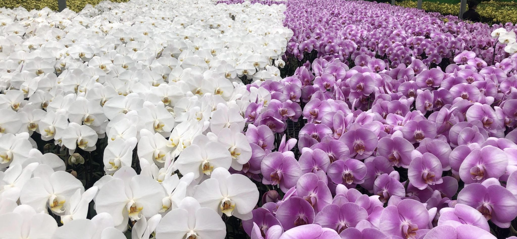 A field of white and lavender orchids in bloom