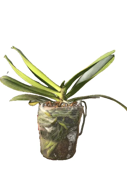 A virus-free Phalaenopsis seedling in a clear nursery pot