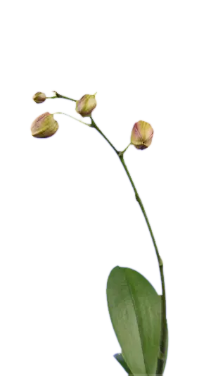 Time-lapse of a Phalaenopsis bloom opening on the page itself